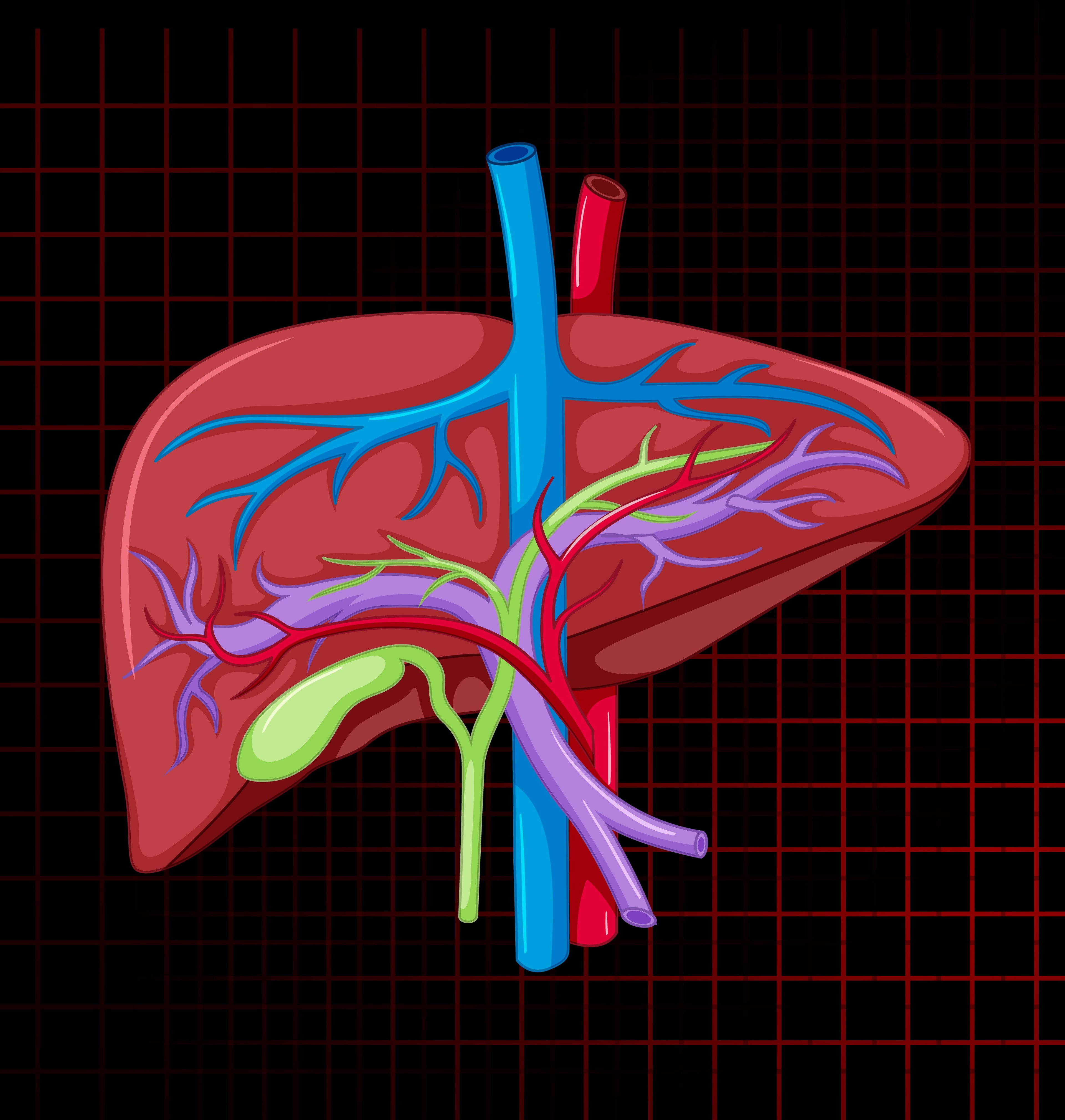 Why Liver Detox is Important & How to Cleanse Your Body Naturally